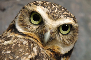 Lazy Owl Image
