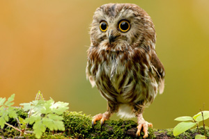 Lazy Owl Image